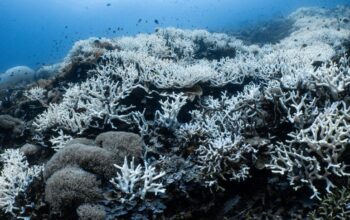 Kerusakan Karang Raja Ampat: 7 Fakta Mengejutkan yang Mengancam Surga Bawah Laut