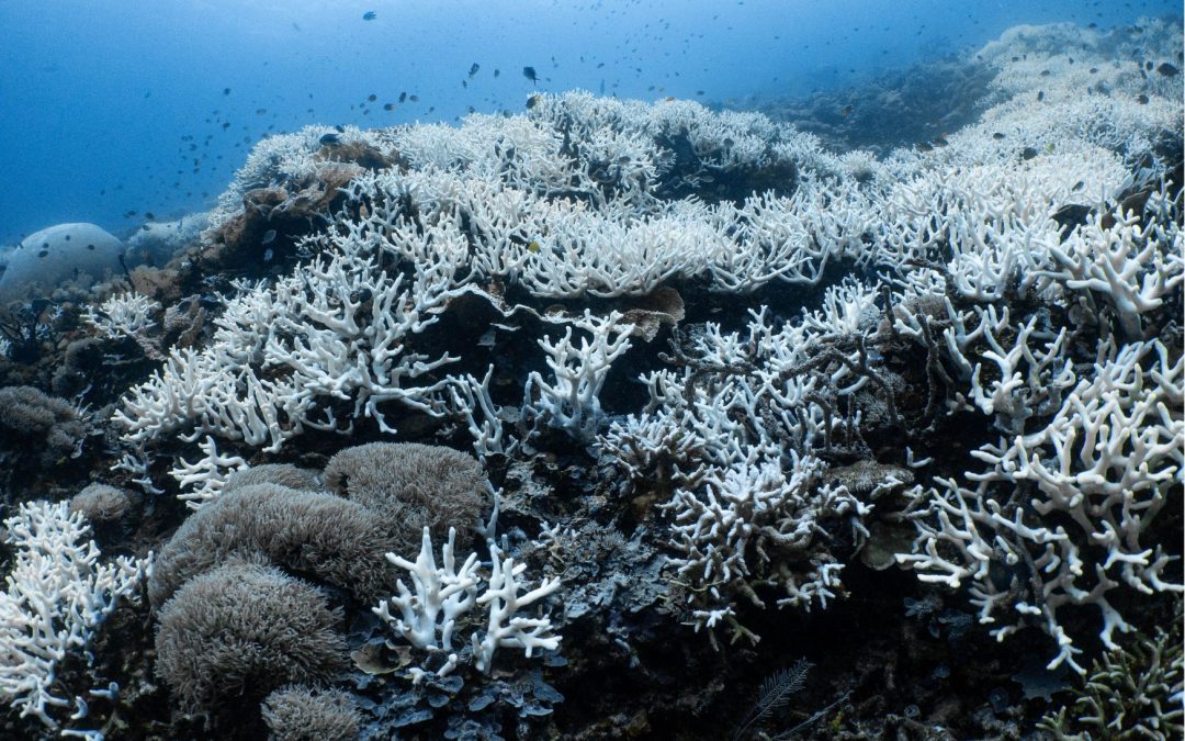 Kerusakan Karang Raja Ampat: 7 Fakta Mengejutkan yang Mengancam Surga Bawah Laut