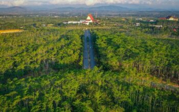 Hutan dan Perang: Benteng Alam di Tengah Krisis Global