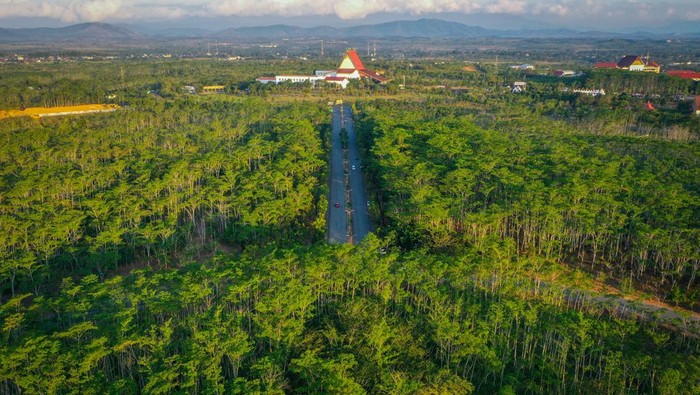 Hutan dan Perang: Benteng Alam di Tengah Krisis Global