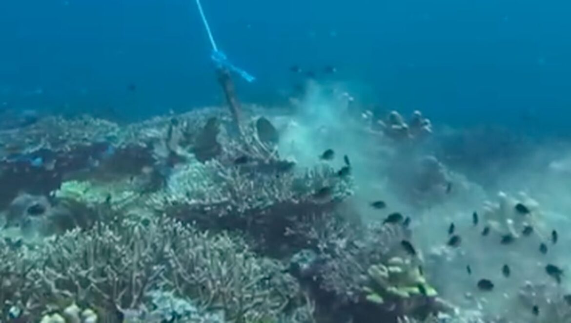 Kerusakan Terumbu Karang Komodo: Sinyal Bahaya di Surga Laut Indonesia