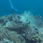 Kerusakan Terumbu Karang Komodo: Sinyal Bahaya di Surga Laut Indonesia