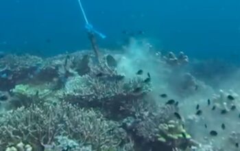 Kerusakan Terumbu Karang Komodo: Sinyal Bahaya di Surga Laut Indonesia