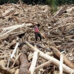 aktivitas ilegal Sumatera memicu bencana lingkungan