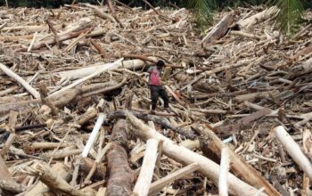 aktivitas ilegal Sumatera memicu bencana lingkungan